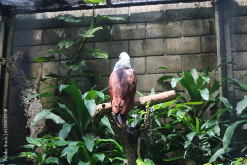 bondol eagle in a zoo cage perched on a wooden branch photo