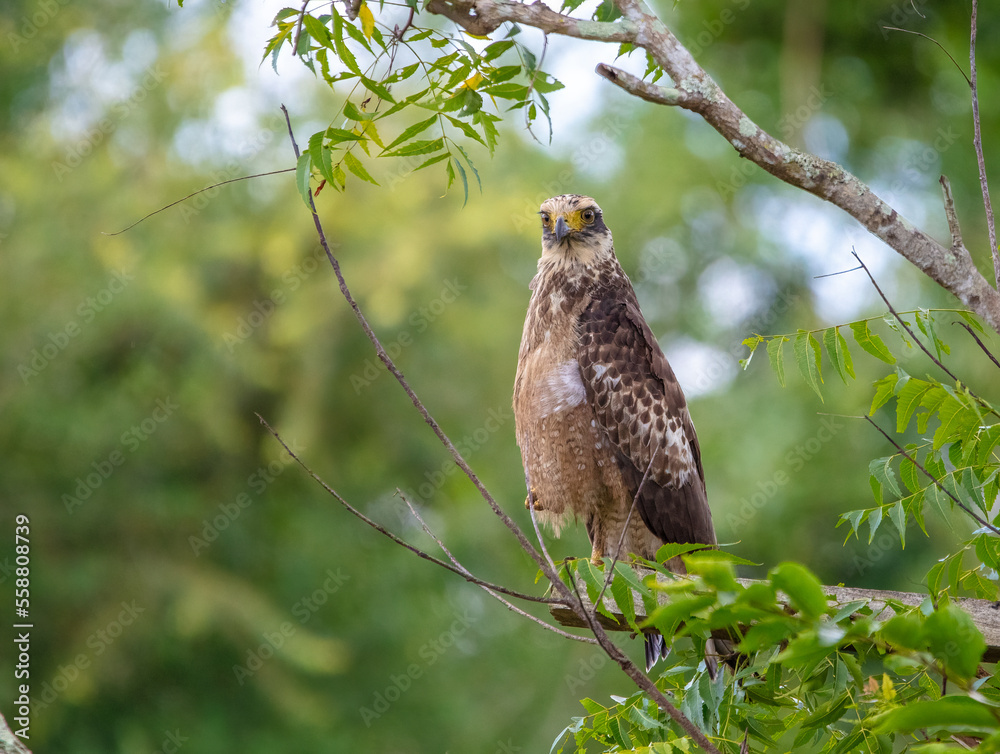Juvenile serpent eagle Juvenile serpent eagle