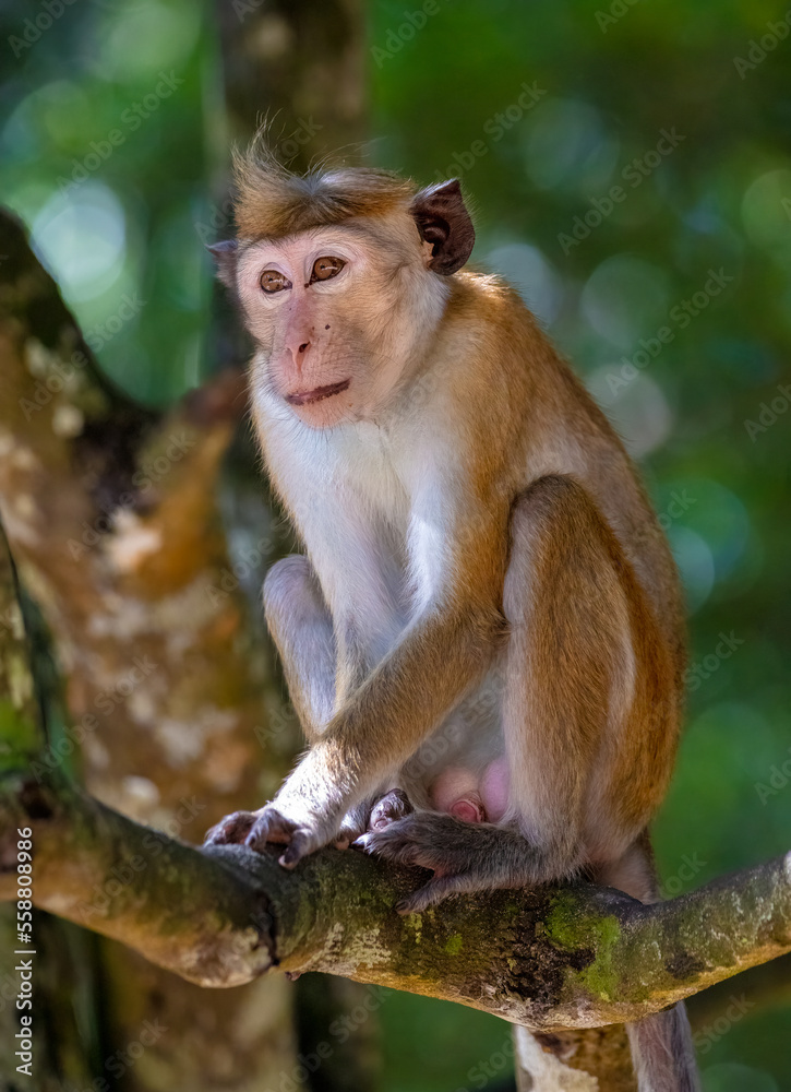 Bonnet macaque