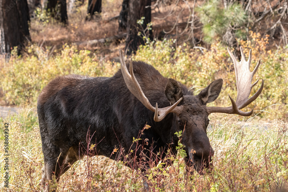 shiras moose walking in a refuge shiras moose walking in a refuge