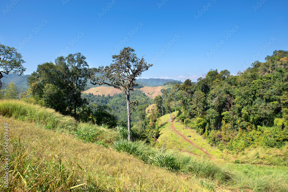 Golden and yellow  rice fields near Mae Hong Son, North Thailand