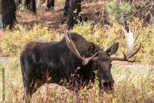 shiras moose walking in a refuge
