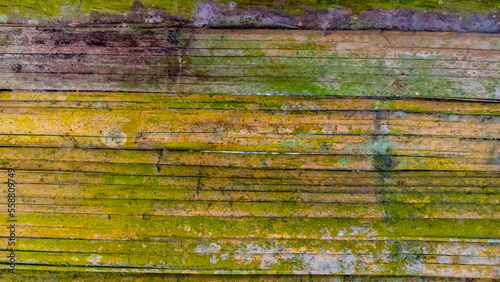 Wallpaper Mural mossy bamboo wall texture as a background Torontodigital.ca