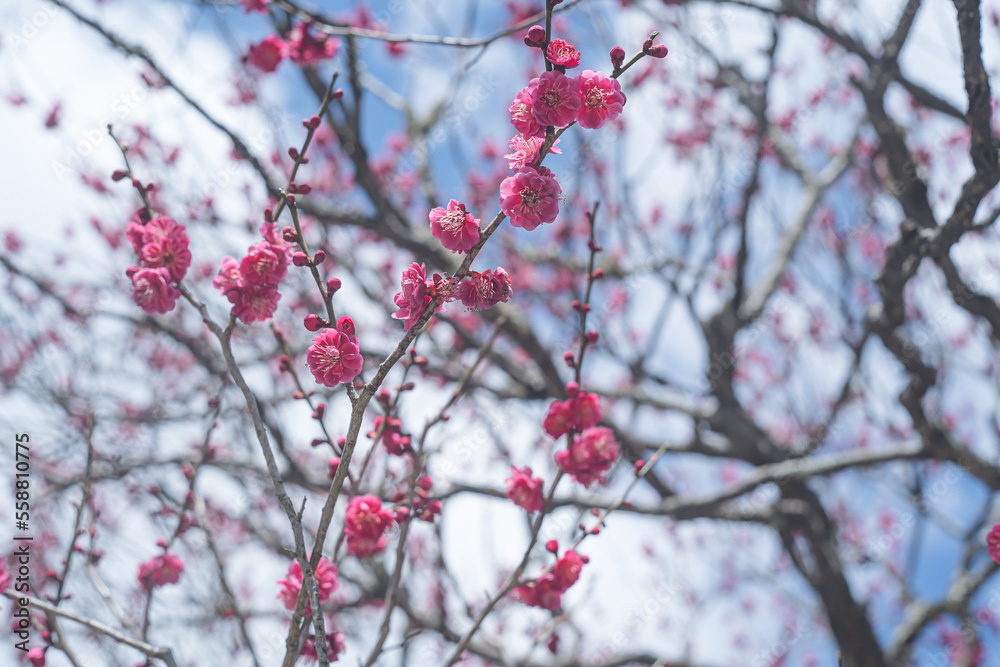 快晴の空と枝垂れ梅の花の写真 福岡県の観光名所太宰府天満宮の梅林 快晴の空と枝垂れ梅の花の写真 福岡県の観光名所太宰府天満宮の梅林