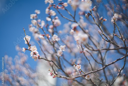 快晴の空と美しい梅の花の写真 福岡県の観光名所太宰府天満宮の梅林