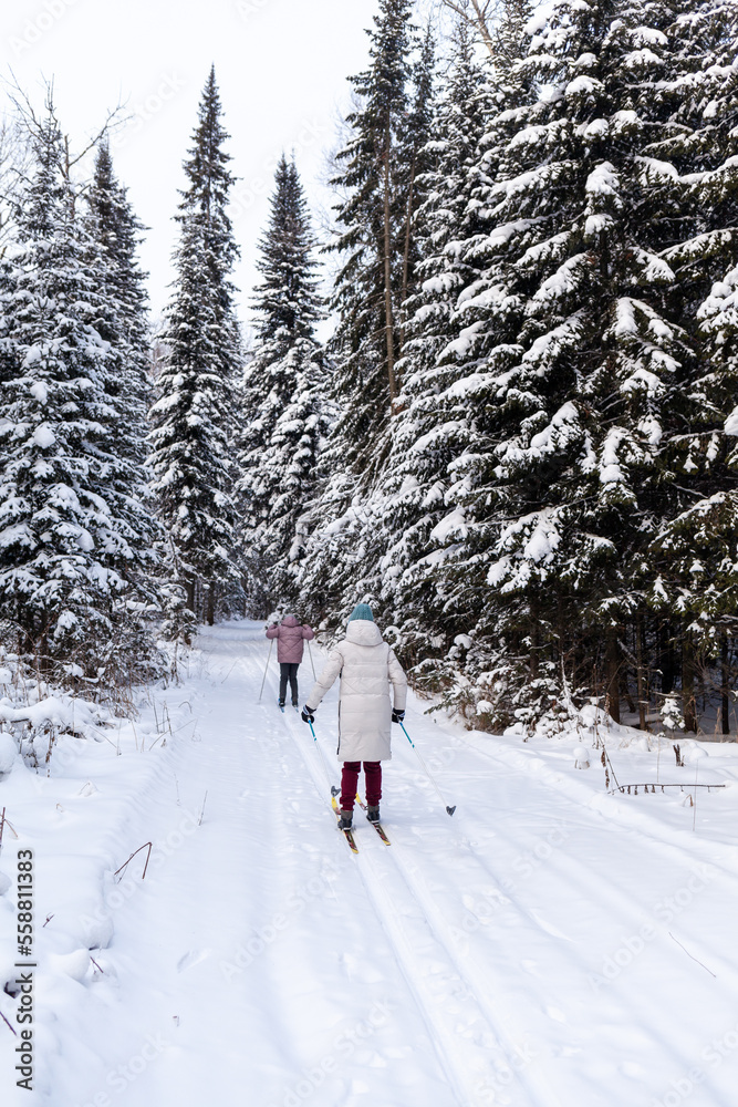 A walk through the winter forest. Snow trees and a cross-country ski trail. Beautiful and unusual roads and forest trails. Beautiful winter landscape. Skiing in the forest. Skiing movement