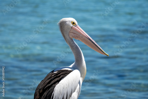 A Pelican bird in Australia by the ocean on in summer