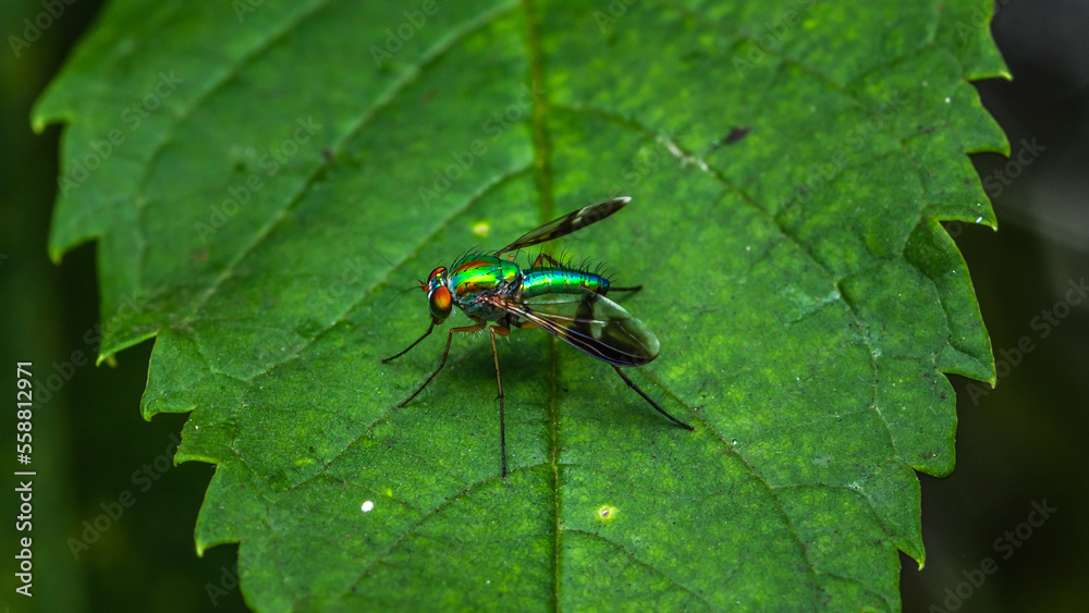 Close up of green long-legged fly or Austrosciapus connexus on green leaf. Insect photo in Thailand, Light nature background, Selective focus. Close up of green long-legged fly or Austrosciapus connexus on green leaf. Insect photo in Thailand, Light nature background, Selective focus.