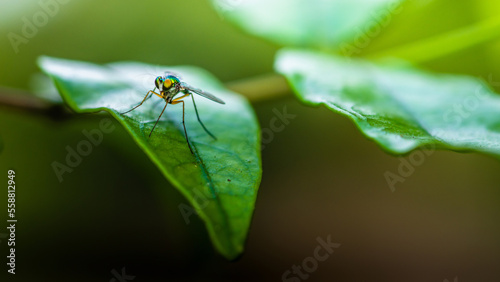 Close up of green long-legged fly or Austrosciapus connexus on green leaf. Insect photo in Thailand, Light nature background, Selective focus.