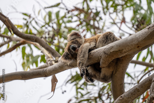 A Koala Bear in South Australia Kangaroo Island sleeping and clinging to a tree