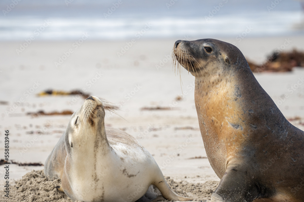 Naklejka premium A Male and female Sea Lion interacting at Seal Bay on Kangaroo Island in South Australia