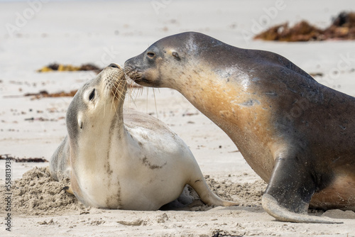 A Male greeting a female Sea Lion interacting at Seal Bay on Kangaroo Island in South Australia