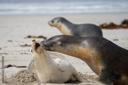 A Male and female Sea Lion interacting at Seal Bay on Kangaroo Island in South Australia