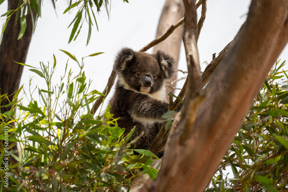 Naklejka premium Young Koala bear in a tree on Kangaroo Island in Australia