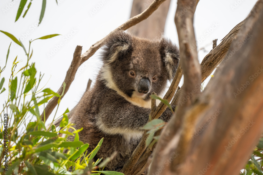 Obraz premium Young Koala bear in a tree on Kangaroo Island in Australia
