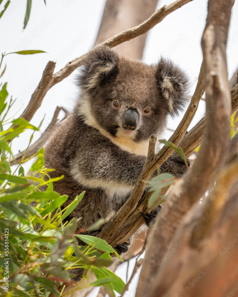 Fototapeta premium Young Koala bear in a tree on Kangaroo Island in Australia