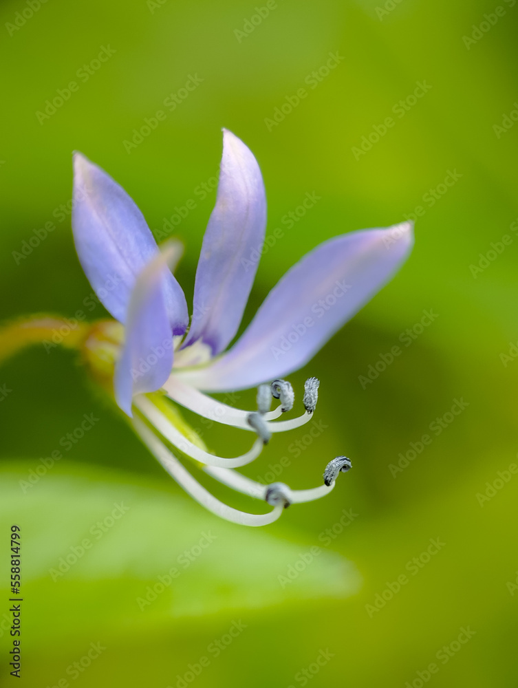 Naklejka premium close up of a flower