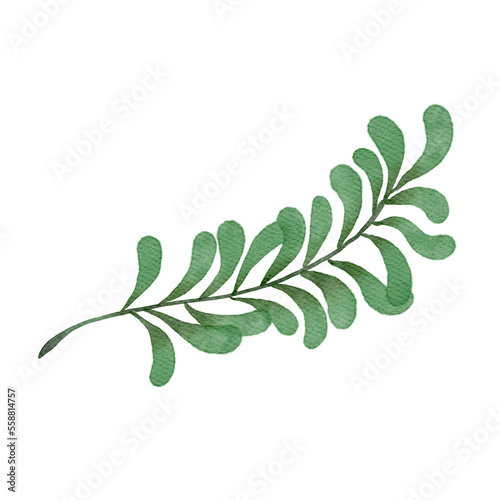 Hand painted green leaves branch isolated on white background. Nature watercolor illustration for design element, print or fabric