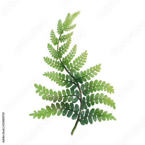 Hand painted green fern leaves branch isolated on white background. Nature watercolor illustration for design element, print or fabric