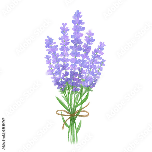 Bouquet of purple lavender flower with jute ribbon tied isolated on white background. Hand drawn watercolor illustration.