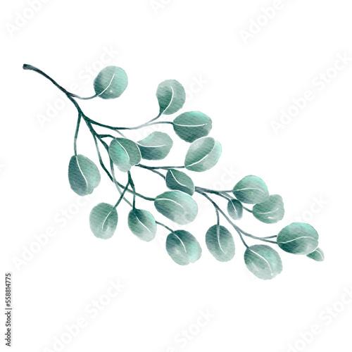 Hand painted eucalyptus branches and leaves isolated on white background. Floral watercolor illustration for design element, print or fabric