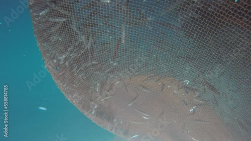 A beautiful shot under the sea, on a fishing net. photo