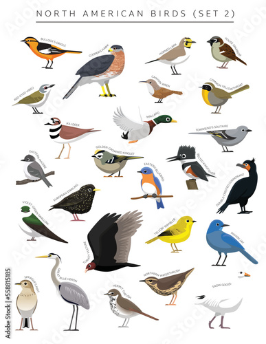 North American Birds Set Cartoon Vector Character 2