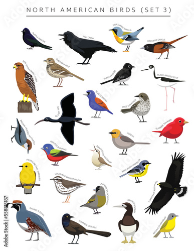 North American Birds Set Cartoon Vector Character 3