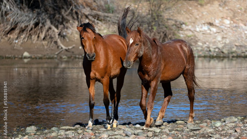 Dusty Bay stallion and mare wild horses walking together at the Salt River near Mesa Arizona United States Dusty Bay stallion and mare wild horses walking together at the Salt River near Mesa Arizona United States