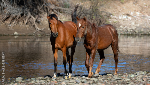 Fototapeta Naklejka Na Ścianę i Meble -  Dusty Bay stallion and mare wild horses walking together at the Salt River near Mesa Arizona United States