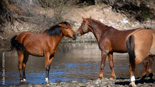 Bay stallion and mare wild horses meet at the Salt River near Mesa Arizona United States