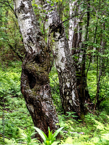 old tree with a hollow in a mixed forest