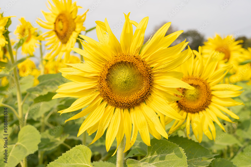 Sunflower natural background. Sunflower blooming. Close-up of sunflower. Sunflower field. Sunflower natural background. Sunflower blooming. Close-up of sunflower. Sunflower field.