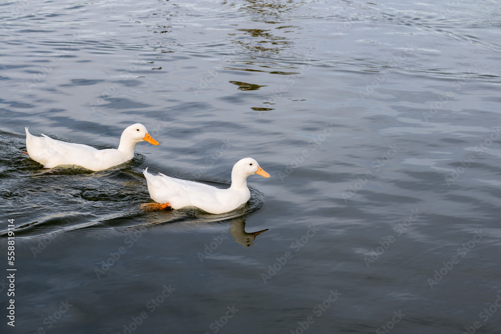 Fototapeta premium A couple of white ducks swimming in a lake
