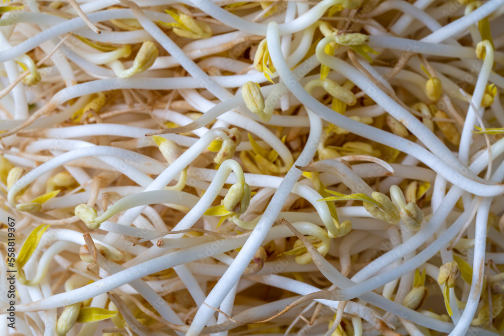 Creative layout made of soya bean sprouts on the white background. Creative layout made of soya bean sprouts on the white background.