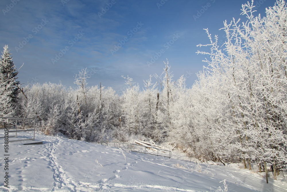 Obraz premium Frosted Forest, Pylypow Wetlands, Edmonton, Alberta