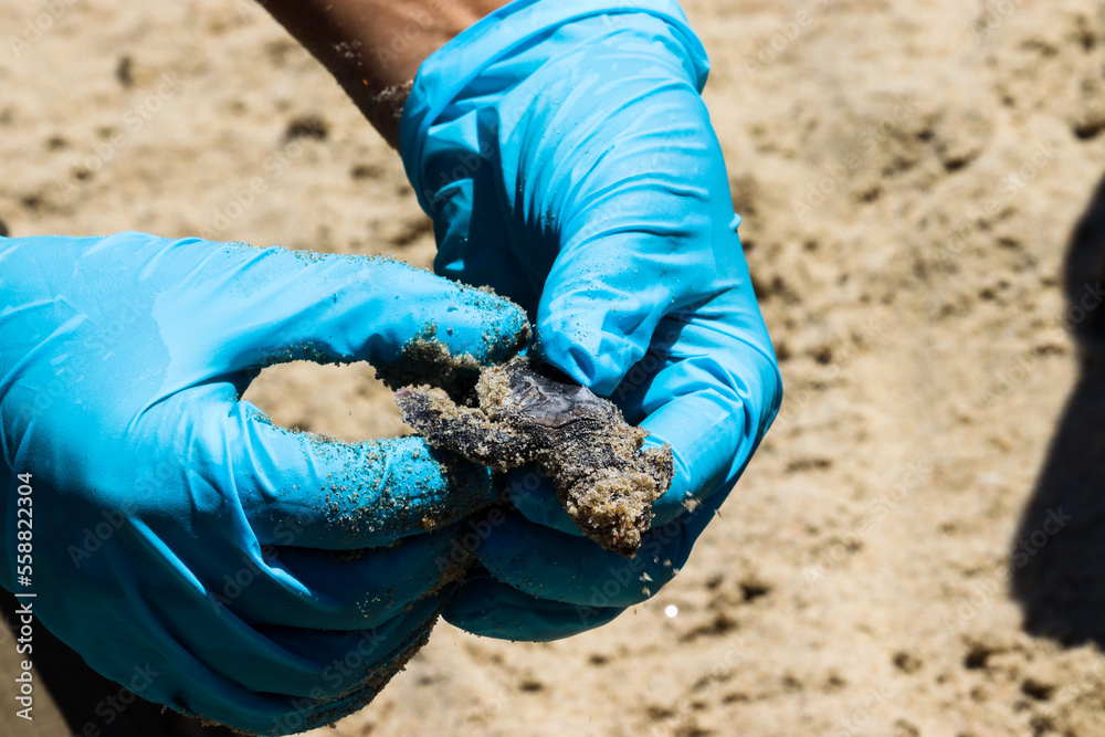 Endangered sea turtles hatching on the beach with the help of the park ...
