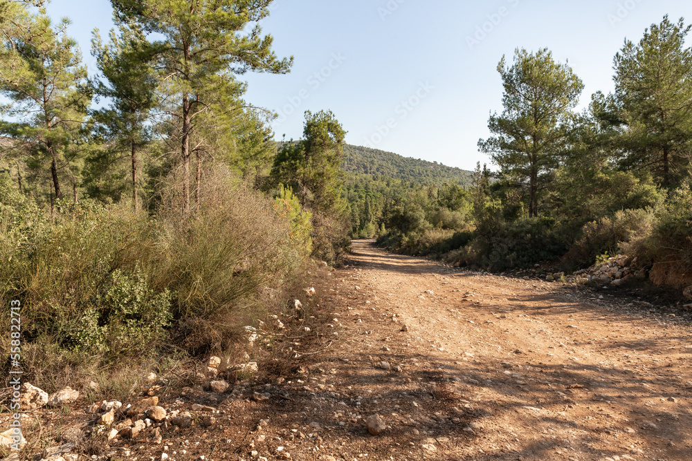 Forest trail passing through the Carmel forest near Haifa city in northern Israel Forest trail passing through the Carmel forest near Haifa city in northern Israel