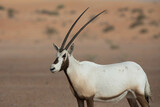 Close up portrait of a solitary lonely arabian oryx in desert landscape. Dubai, UAE.