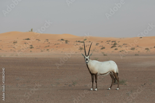 Solitary lonely arabian oryx in desert landscape looking towards the camera, making eye contact. Dubai, UAE. photo