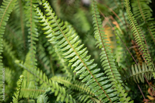 Juicy green tropical leaves in nature.