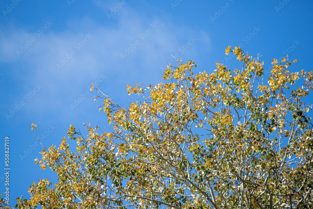 Yellow autumn maple leaves against the blue sky. Yellow autumn maple leaves against the blue sky.