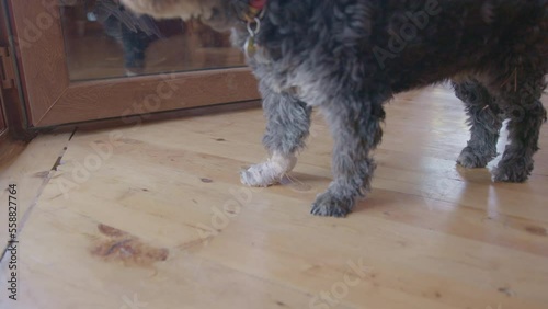 Shaggy pet is waiting for the owner at the house. Dog with a bandaged paw looks sad. Lame dog stands at a wooden house