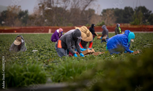 A row of field workers picking strawberries in a field