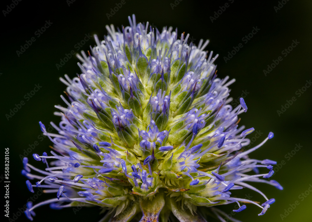 Close-up image of a thistle flower with black background. Close-up image of a thistle flower with black background.