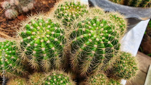 Minimal green cactus houseplant on blur background