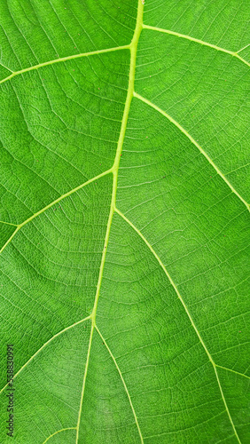tropical leaves, dark green foliage ,abstract green texture, nature background, tropical leaf