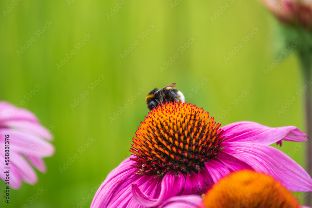 A closeup shot of a bee collecting pollen on a purple echinacea flower A closeup shot of a bee collecting pollen on a purple echinacea flower