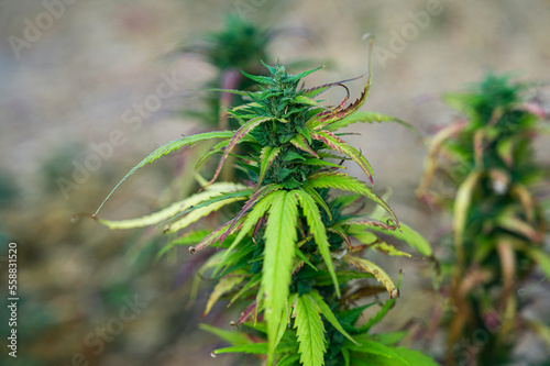 Natural flowering wild marijuana plant