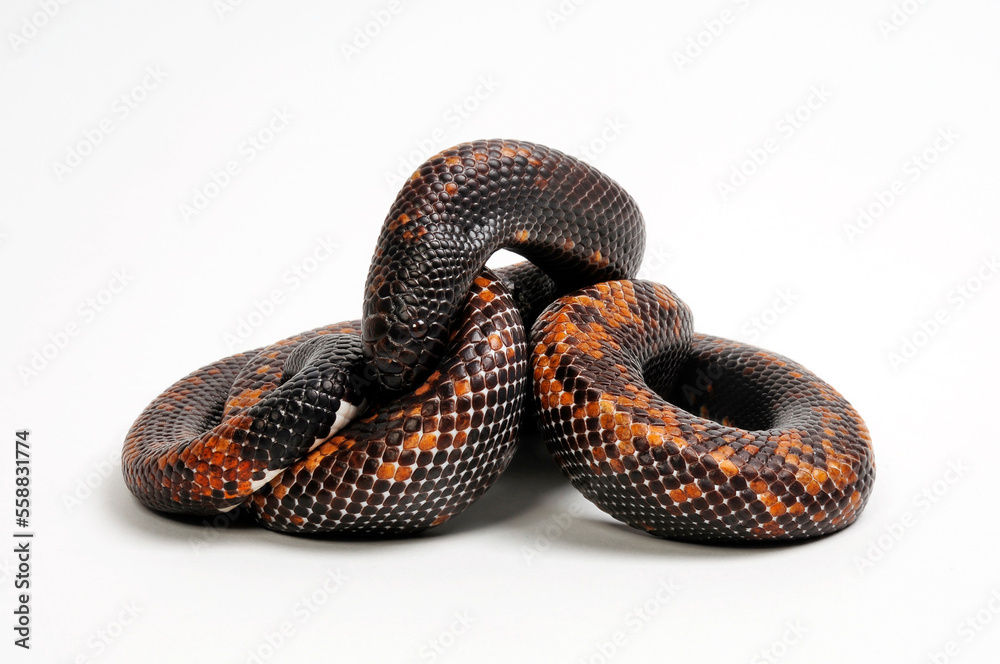 Obraz premium Calabar python // Erdpython (Calabaria reinhardtii) 